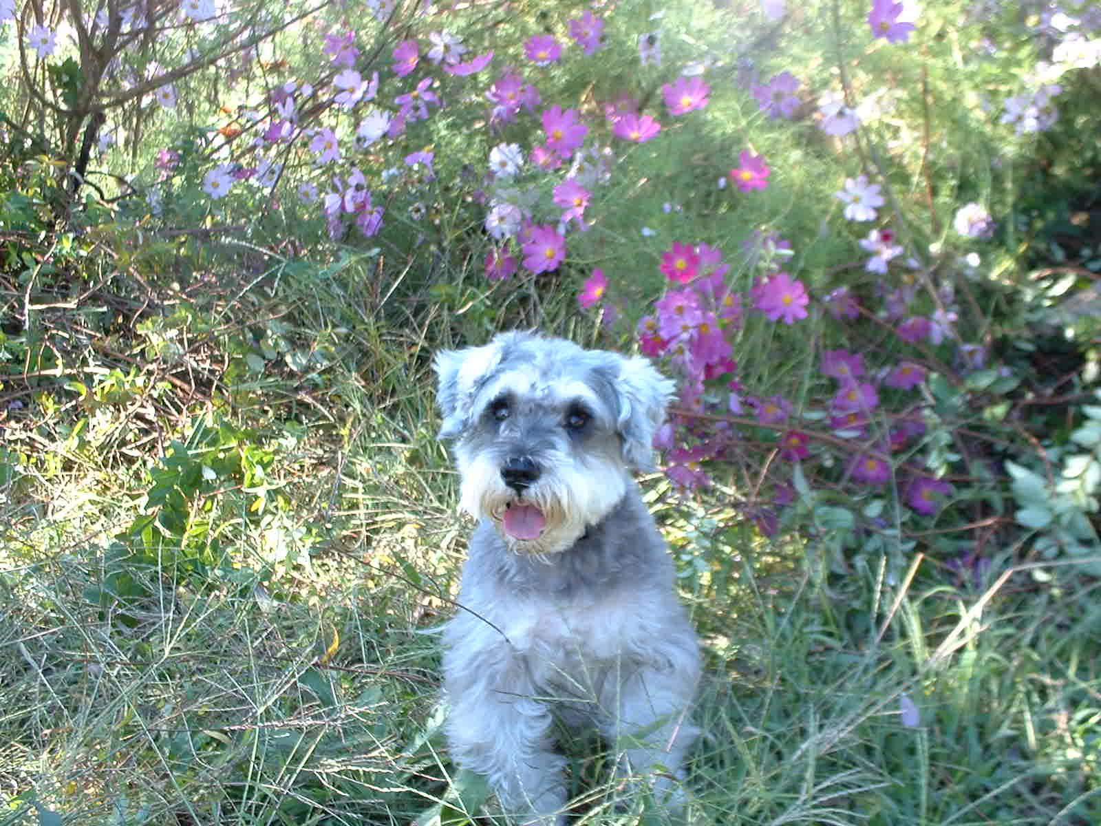 �a�@�̂������̓y��͋ߏ��̌��̎U���R�[�X�B�����ȉԂ��G�߂��Ƃɍ炢�Ă��܂��B