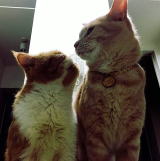 �ɂ܂߂Ƃ��ڂ���ł����H�ׂ��܂���A�O�̂���